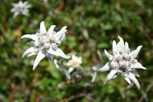 ѩ޻(Edelweiss)