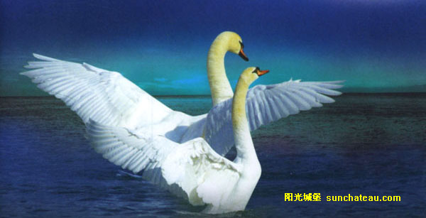 高贵的天鹅