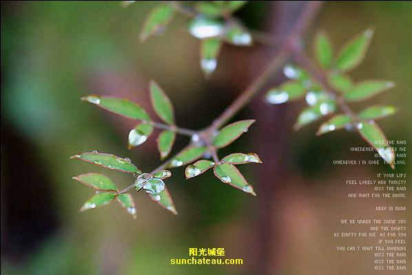 ӡ(Kiss The Rain)