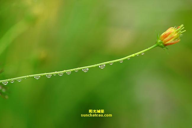 ӡ(Kiss The Rain)