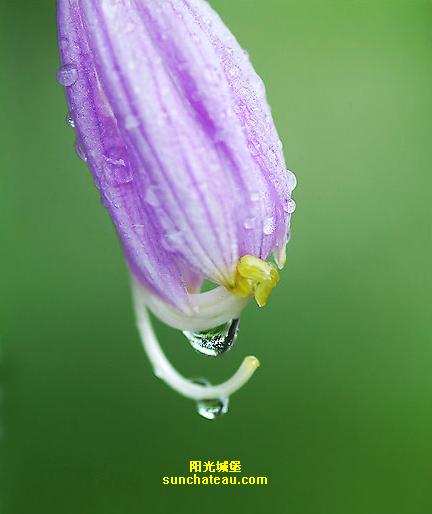 ӡ(Kiss The Rain)