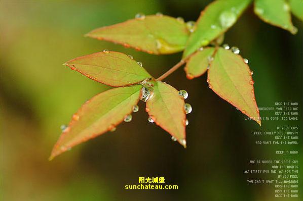 ӡ(Kiss The Rain)