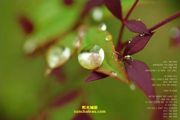 ӡ(Kiss The Rain)