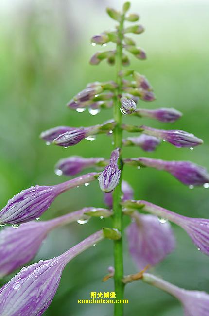 ӡ(Kiss The Rain)