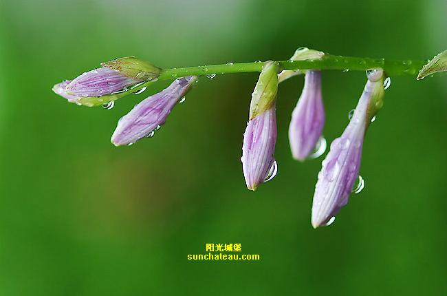 ӡ(Kiss The Rain)