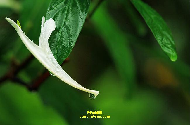 ӡ(Kiss The Rain)