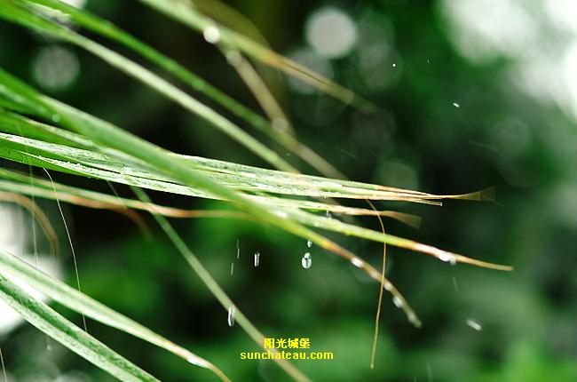 ӡ(Kiss The Rain)